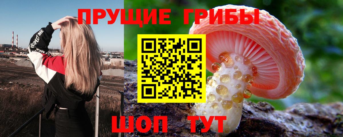Псилоцибиновые грибы Psilocybine cubensis  Вход с VPN  Горно-Алтайск  Галлюциногенные грибы Cubensis 